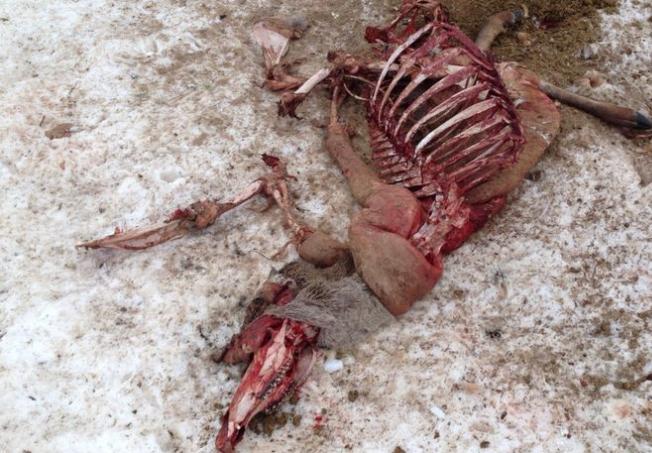 El temporal afecta a la superviviencia de ciervos y corzos en Picos de Europa