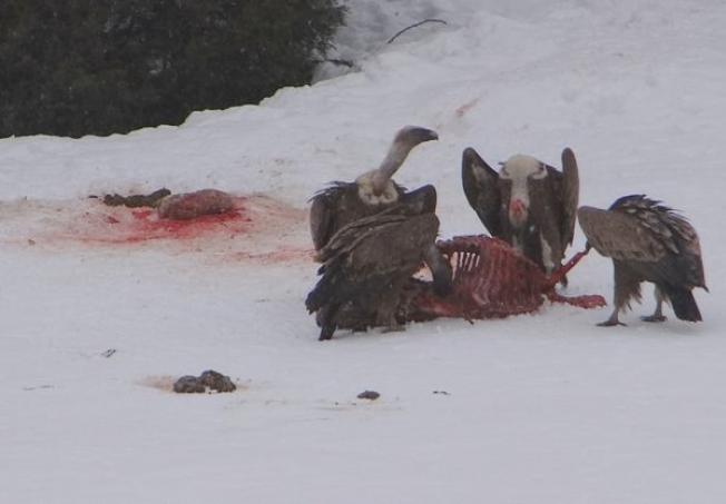 El temporal afecta a la superviviencia de ciervos y corzos en Picos de Europa