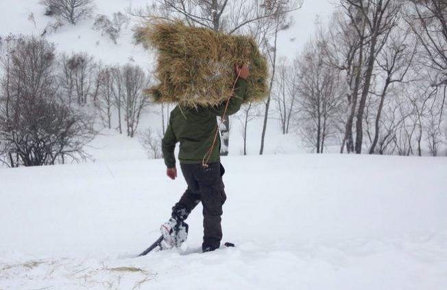 El temporal afecta a la superviviencia de ciervos y corzos en Picos de Europa
