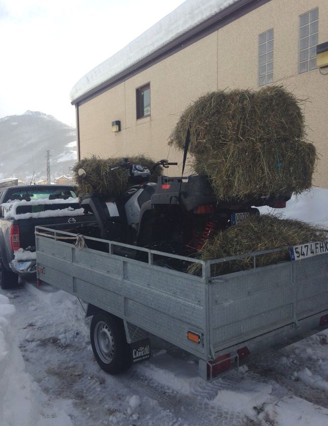 El temporal afecta a la superviviencia de ciervos y corzos en Picos de Europa