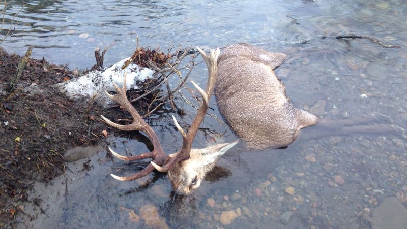El temporal afecta a la superviviencia de ciervos y corzos en Picos de Europa