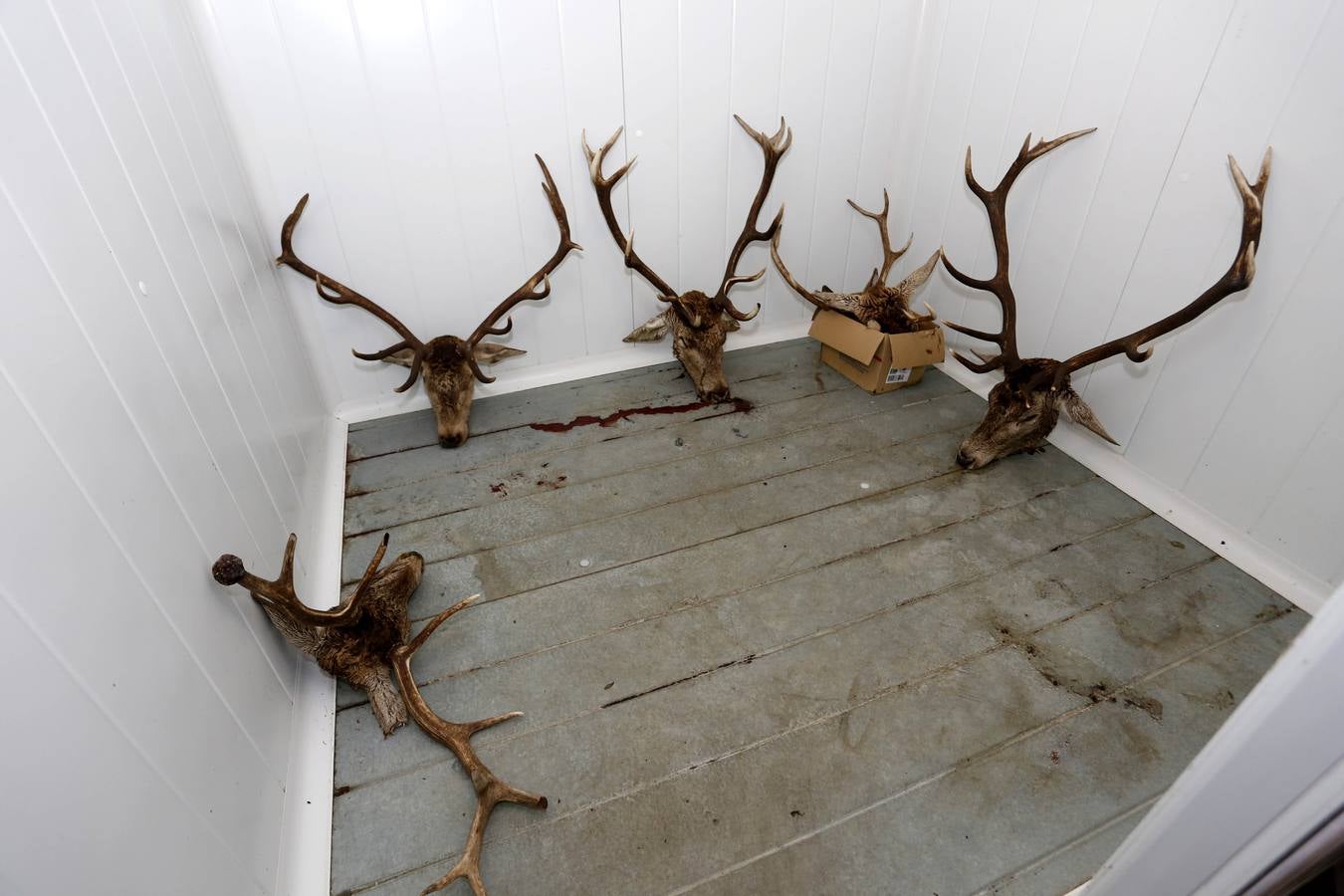 Reserva Regional de Caza de Riaño (León)