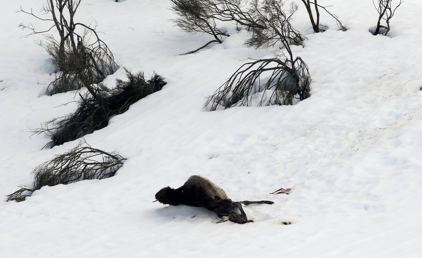 Reserva Regional de Caza de Riaño (León)