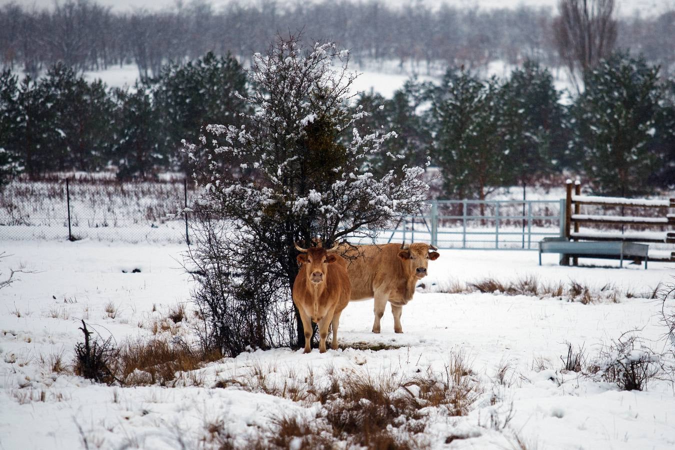 Nieve en Soria.