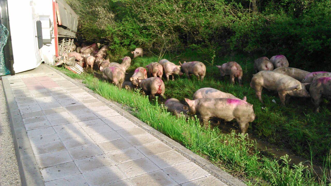 Vuelca un camión cargado de cerdos en la carretera de León a Guardo (Palencia)