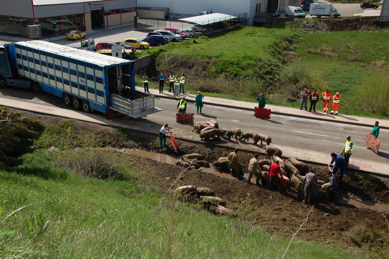 Vuelca un camión cargado de cerdos en la carretera de León a Guardo (Palencia)