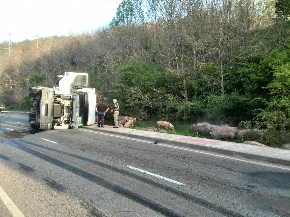 Vuelca un camión cargado de cerdos en la carretera de León a Guardo (Palencia)