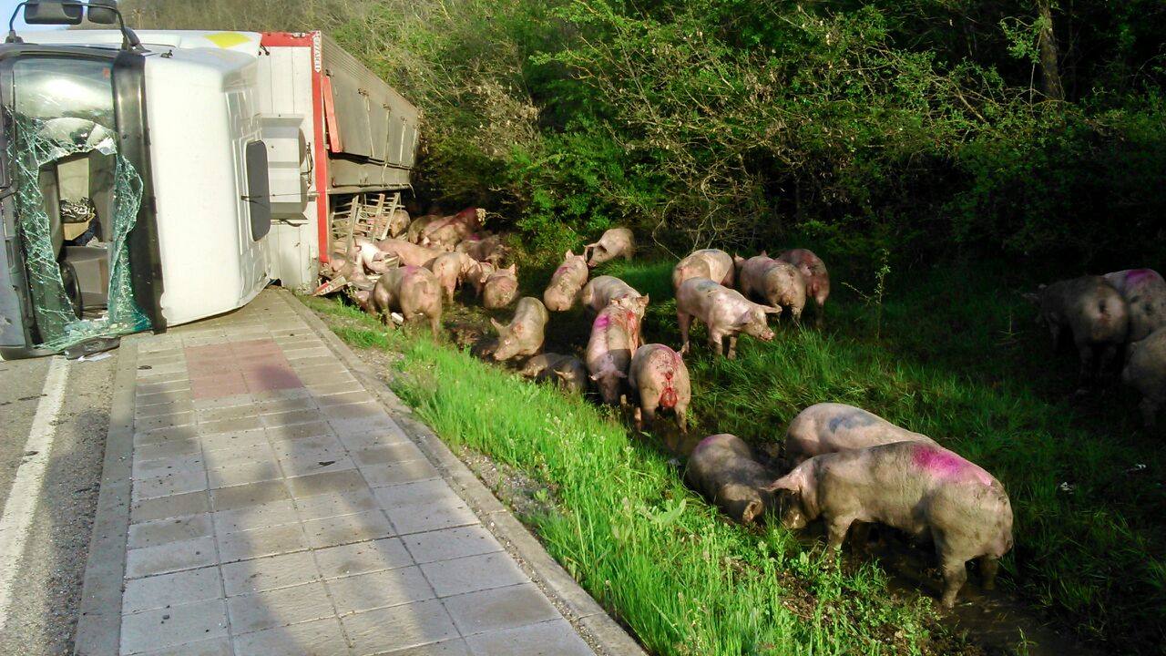 Vuelca un camión cargado de cerdos en la carretera de León a Guardo (Palencia)