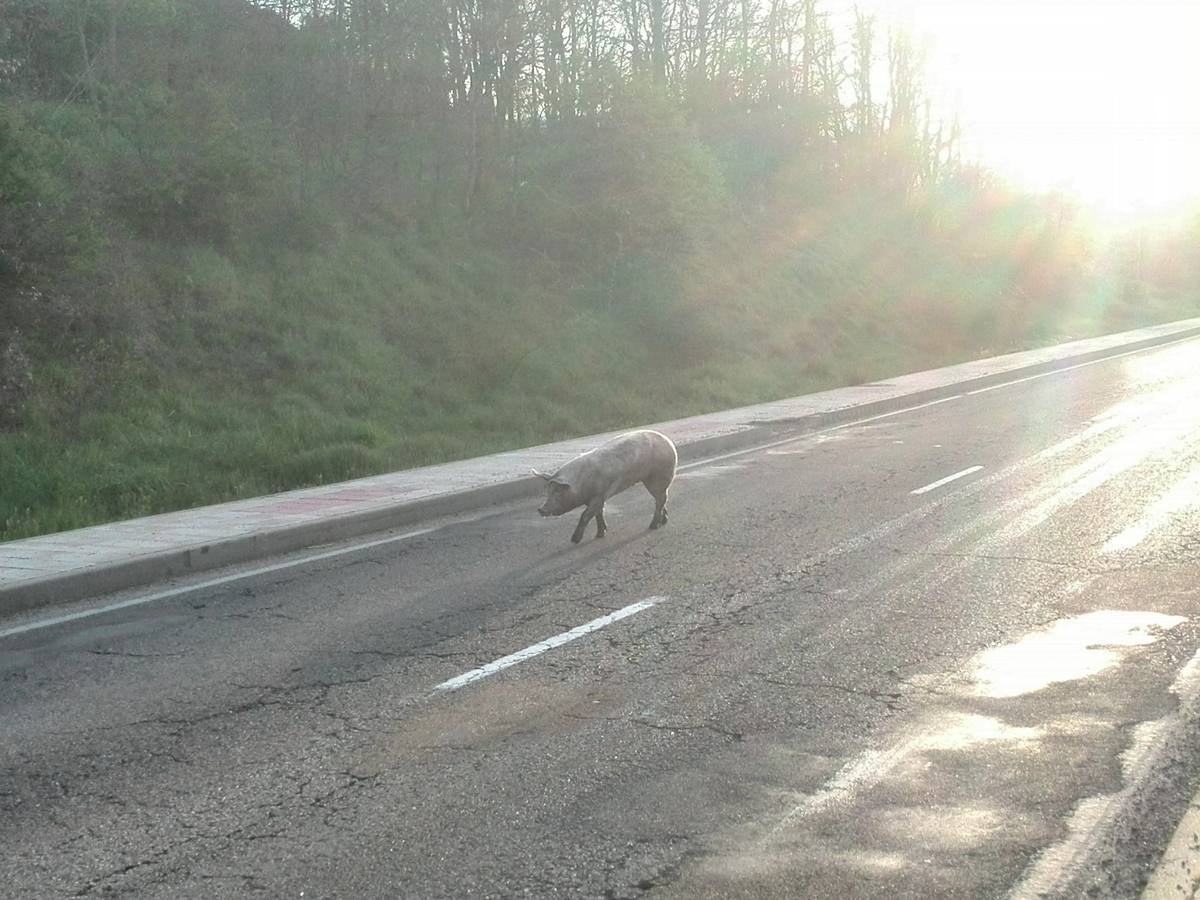 Vuelca un camión cargado de cerdos en la carretera de León a Guardo (Palencia)