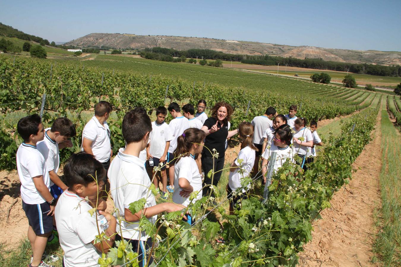 Alumnos de la Inmaculada de Peñafiel participan en un taller de poda en la bodega Cepa 21