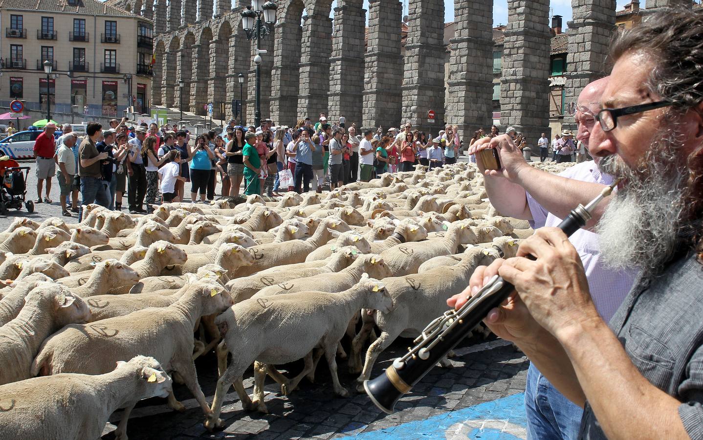 Ovejas bajo el Acueducto de Segovia