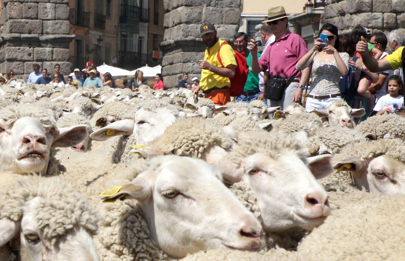 Ovejas bajo el Acueducto de Segovia