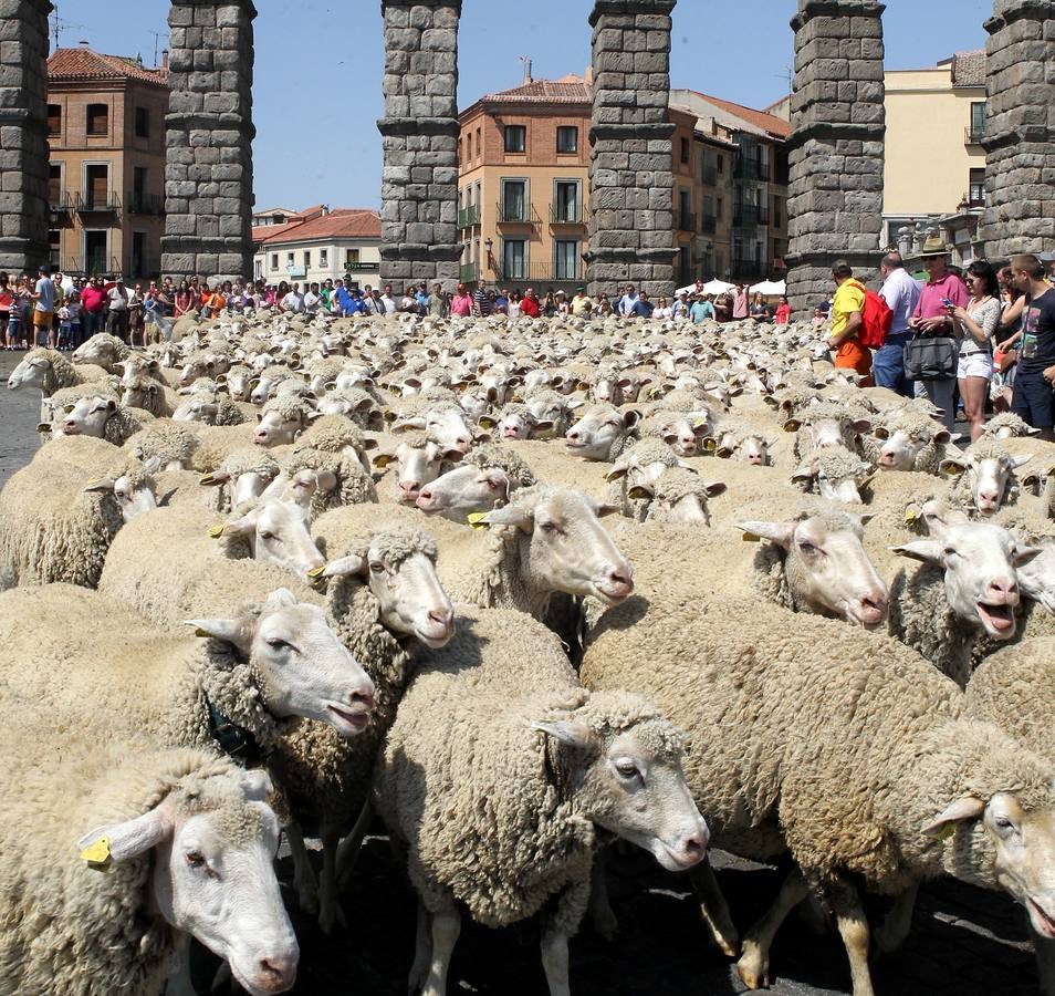 Ovejas bajo el Acueducto de Segovia