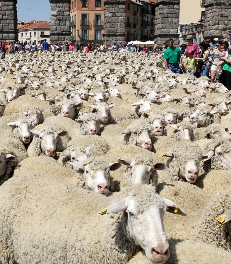 Ovejas bajo el Acueducto de Segovia