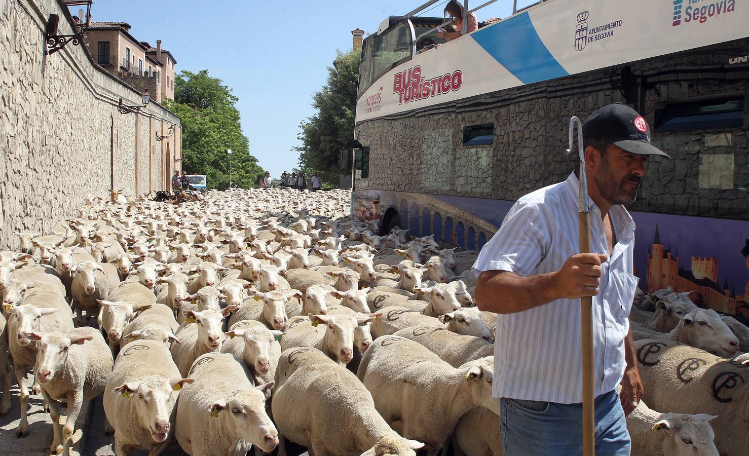 Ovejas bajo el Acueducto de Segovia