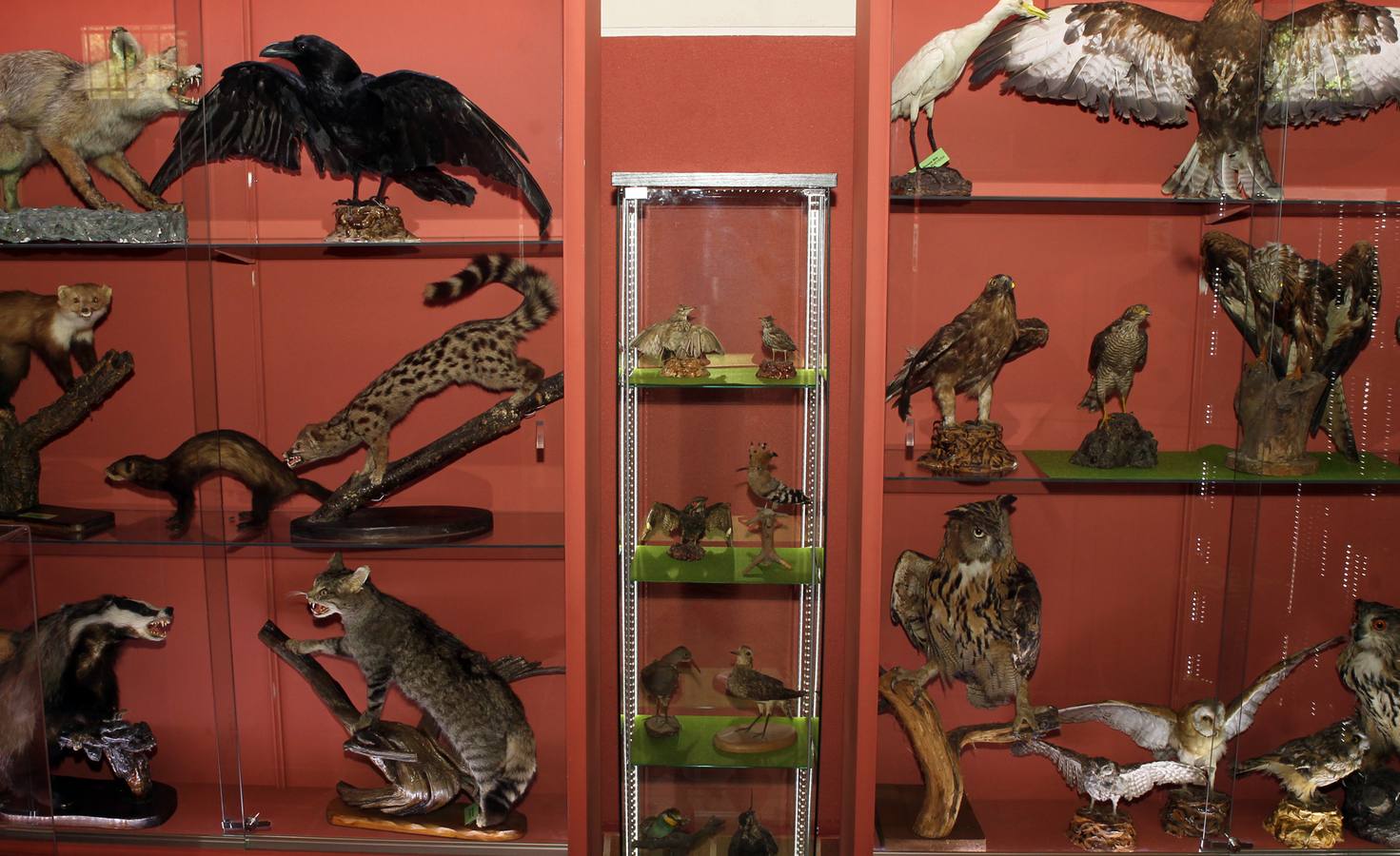 Inauguración del Museo del Servicio Forestal Español en Coca (Segovia)