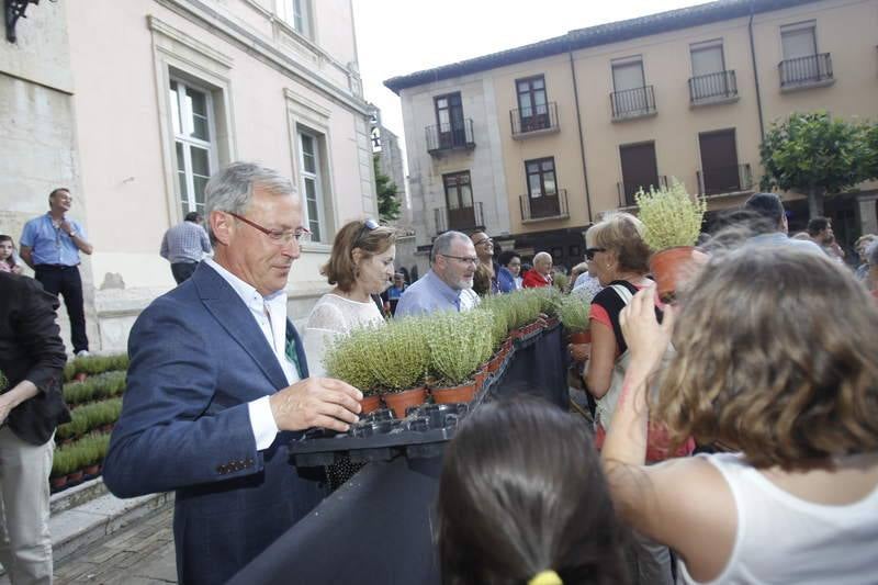 Reparto de tomillo bendecido en Palencia para honrar a San Juan