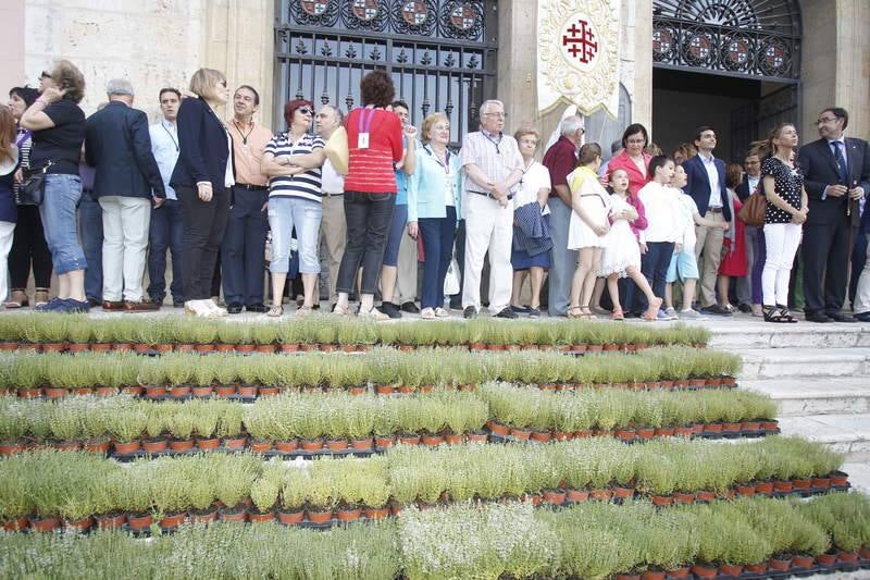 Reparto de tomillo bendecido en Palencia para honrar a San Juan