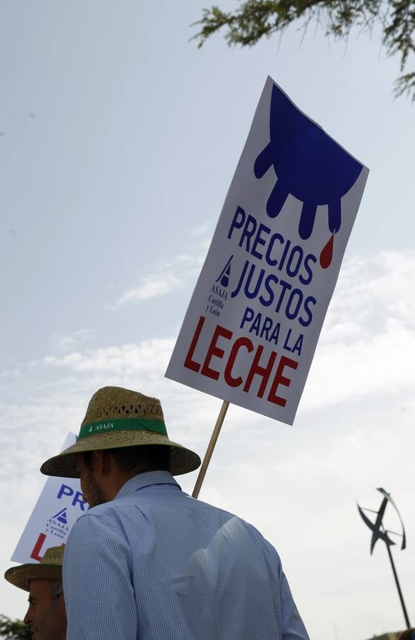 Reparto de leche en la Plaza del Milenio (Valladolid)