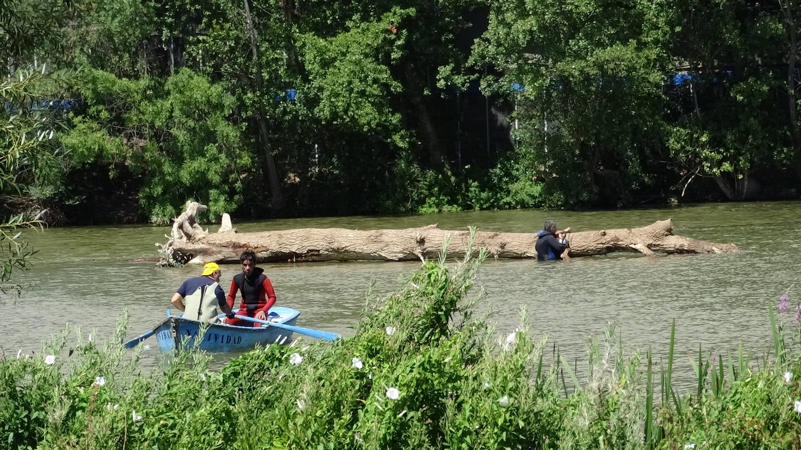 Retiran un tronco de 20 metros de la pesquera del Pisuerga en Valladolid