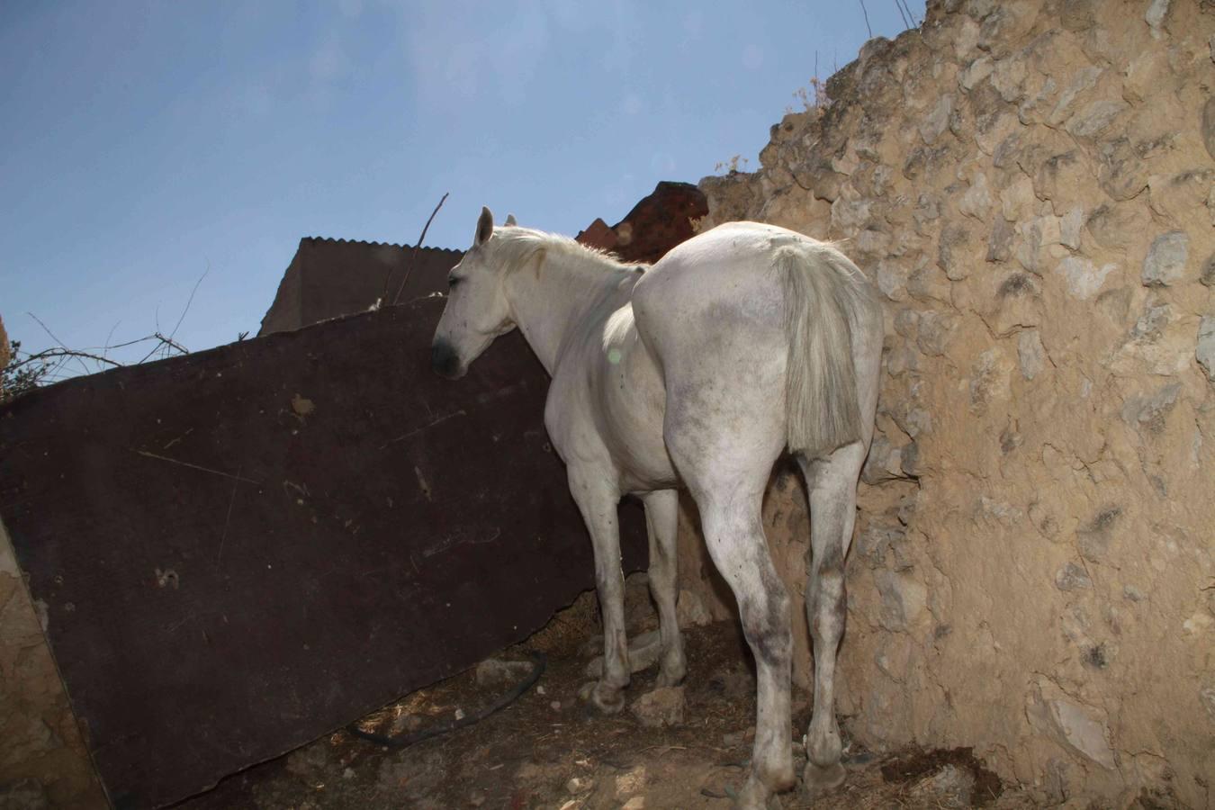 Los caballos abandonados de Manzanillo (Valladolid)