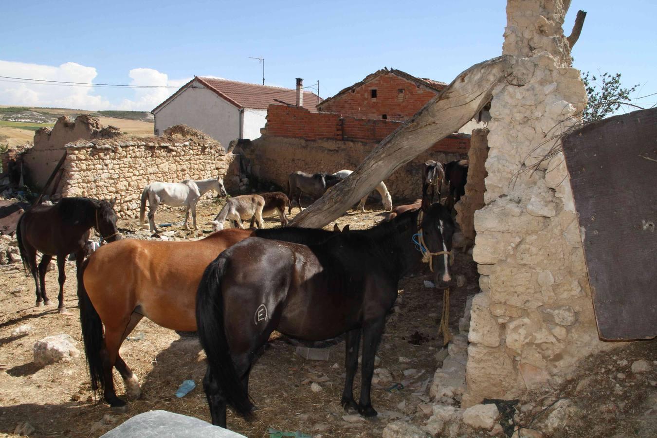 Los caballos abandonados de Manzanillo (Valladolid)