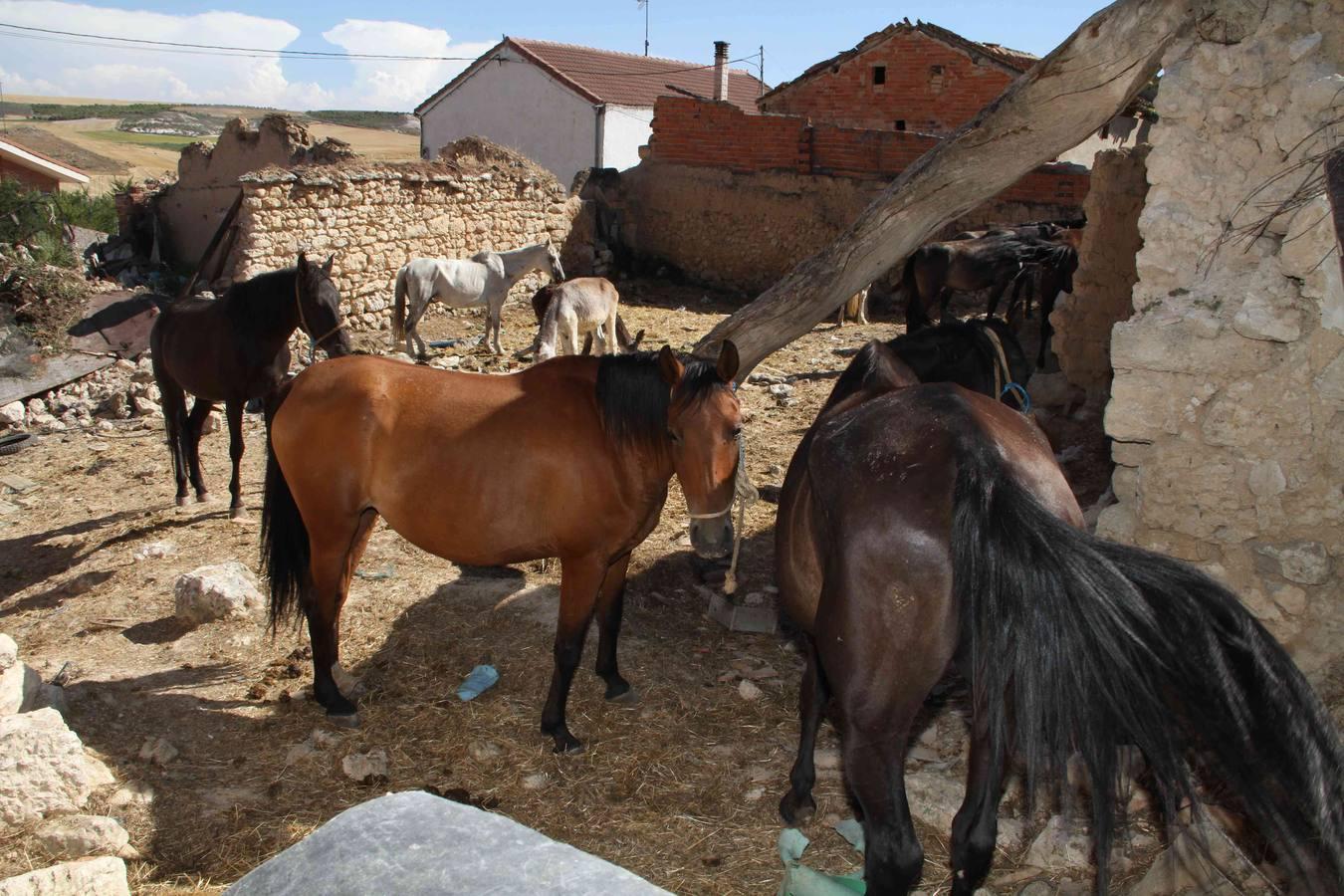 Los caballos abandonados de Manzanillo (Valladolid)