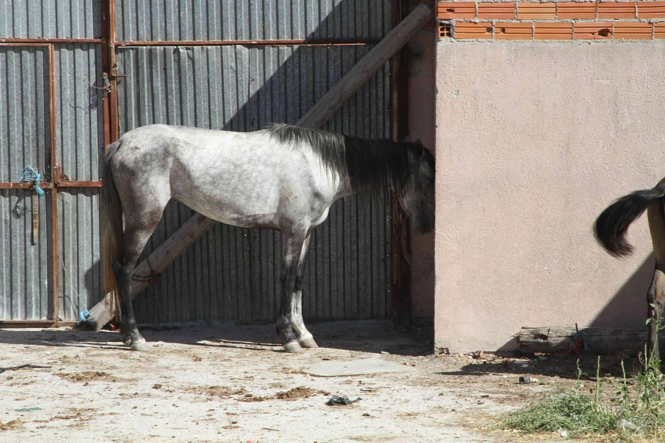 Los caballos abandonados de Manzanillo (Valladolid)