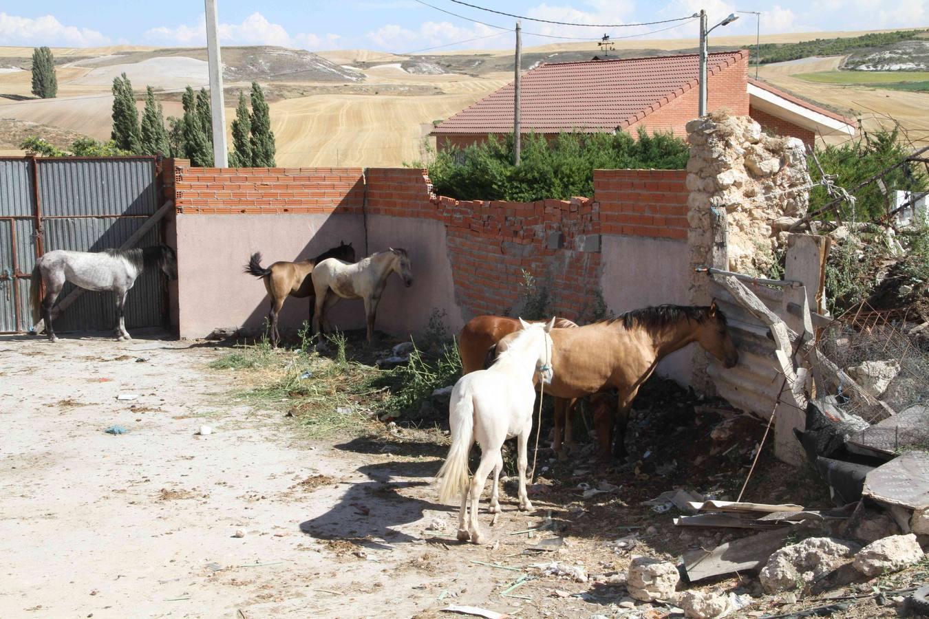 Los caballos abandonados de Manzanillo (Valladolid)