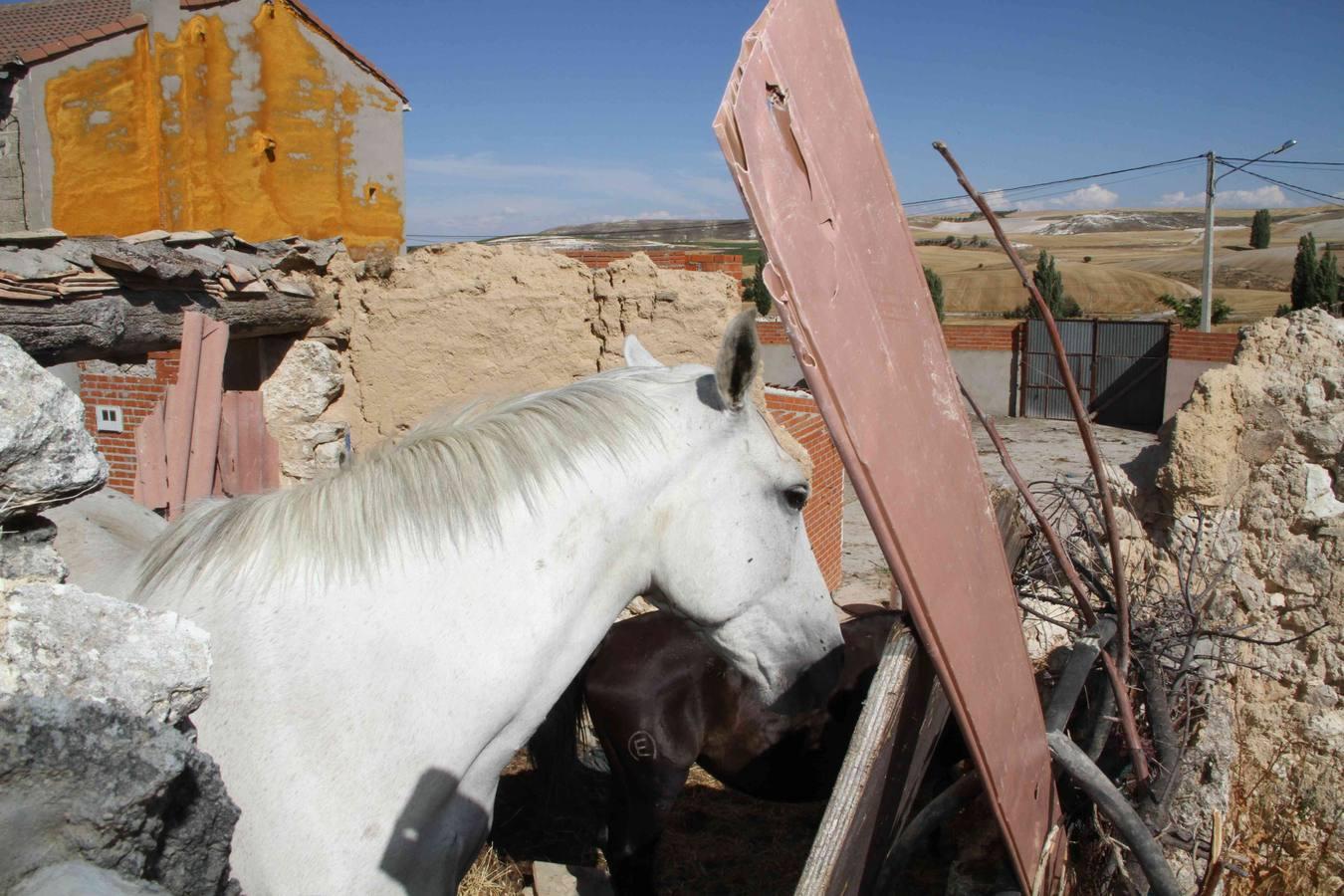 Los caballos abandonados de Manzanillo (Valladolid)