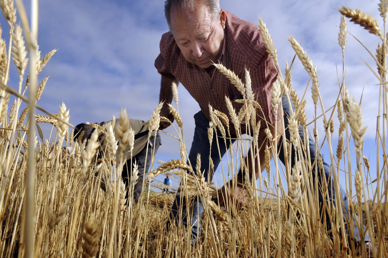 Nava del Rey recrea la siega a mano