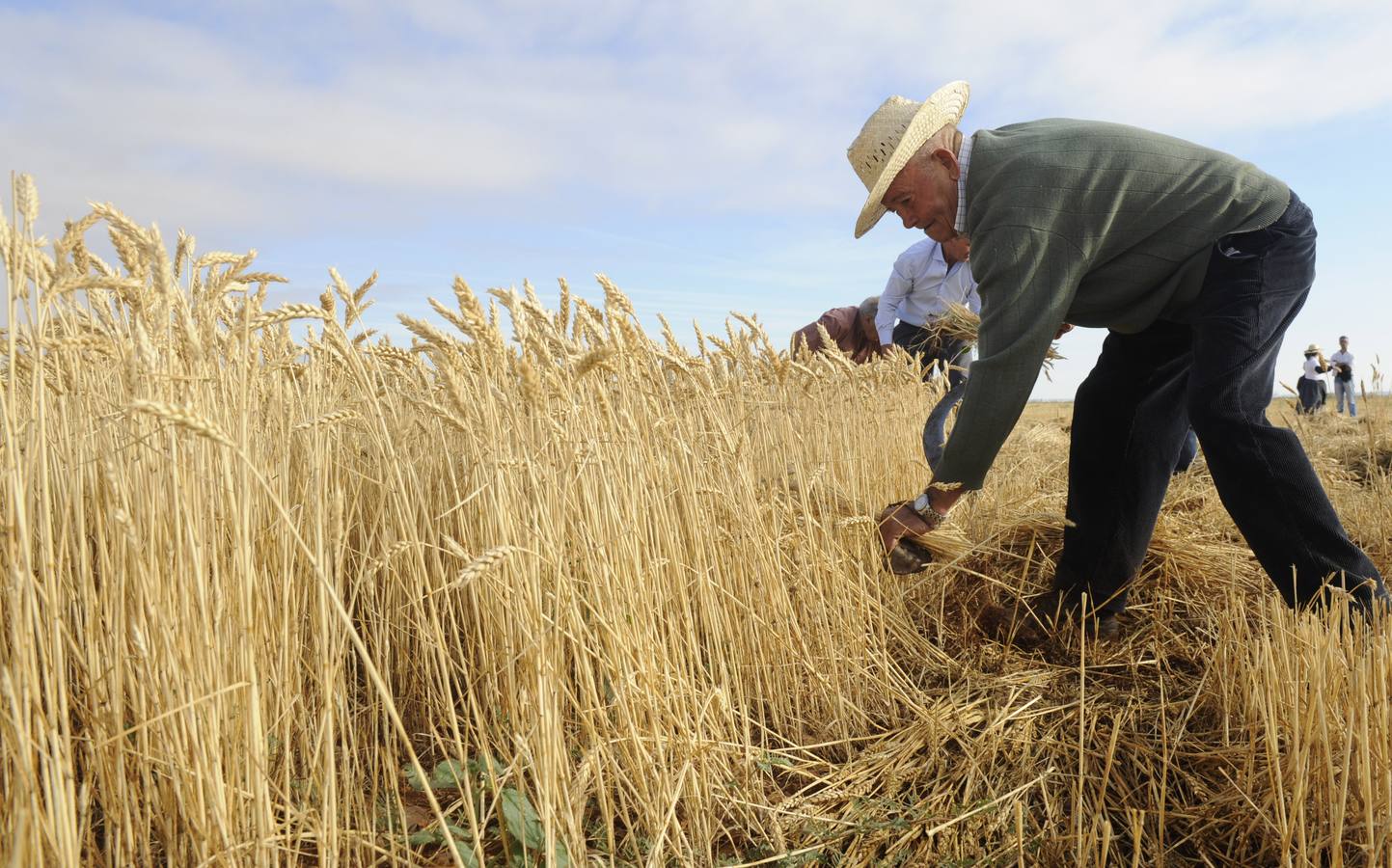 Nava del Rey recrea la siega a mano
