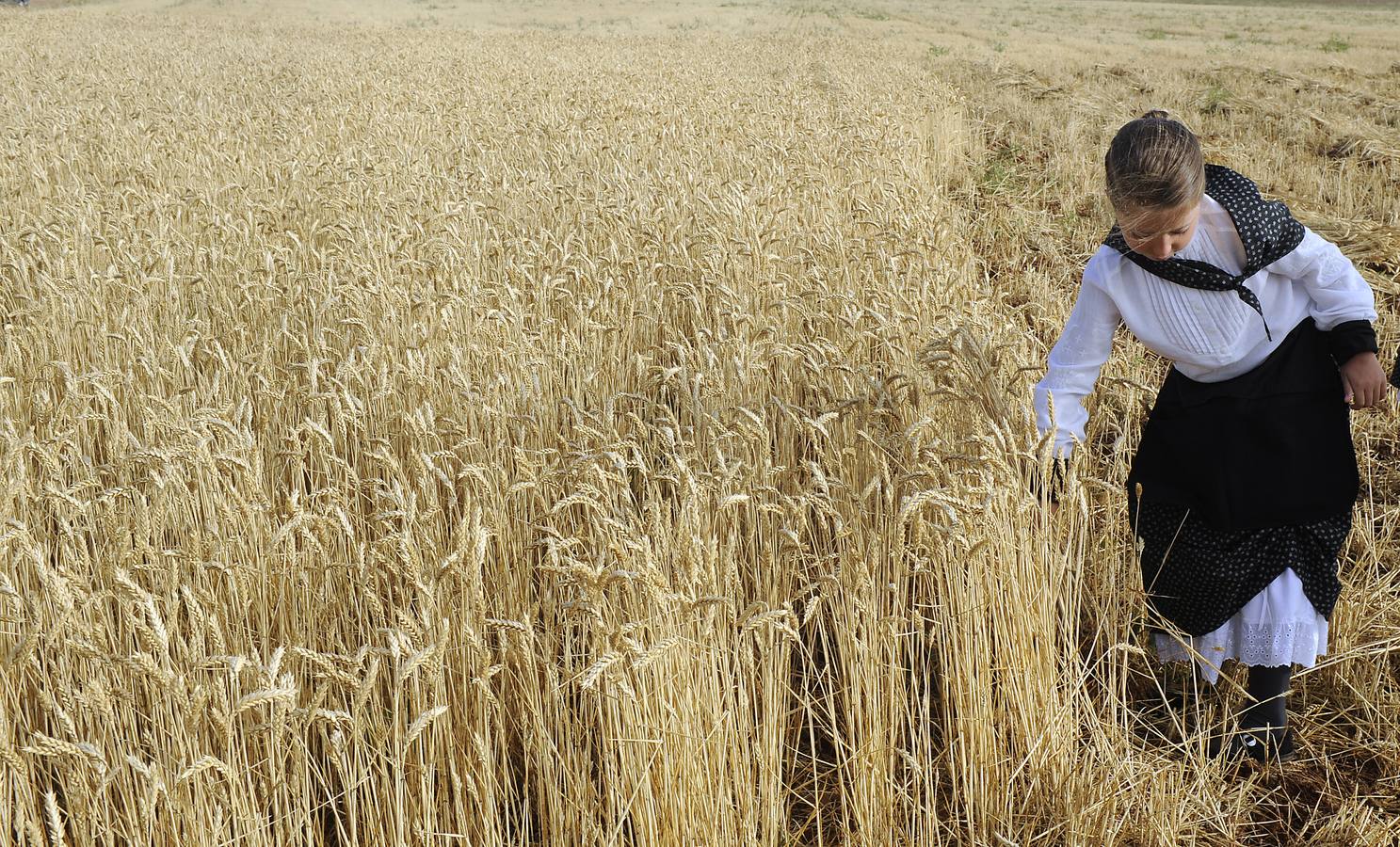 Nava del Rey recrea la siega a mano