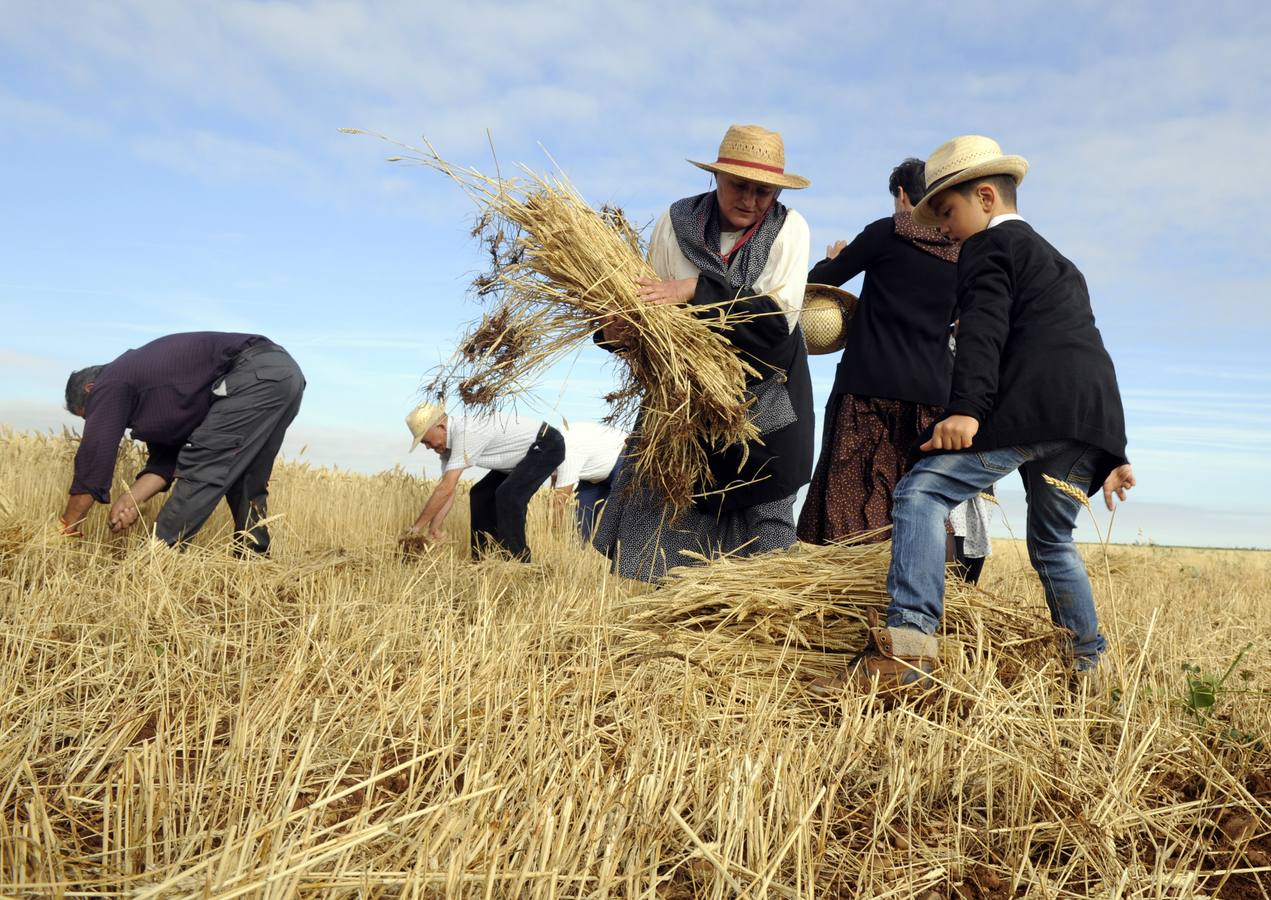 Nava del Rey recrea la siega a mano