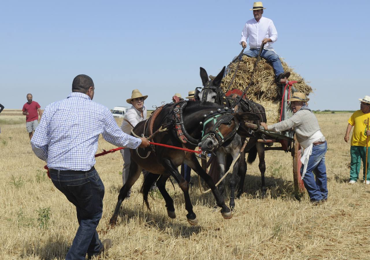Nava del Rey recrea la siega a mano