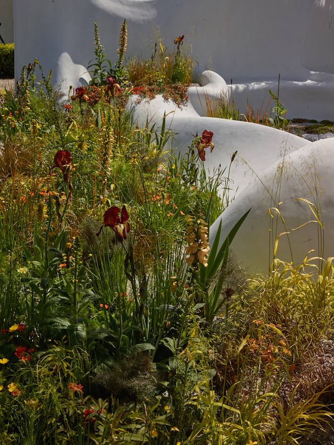 Un descendiente de Becilla de Valderaduey gana su segunda medalla de plata en el certamen de diseño de jardín más bonito del mundo