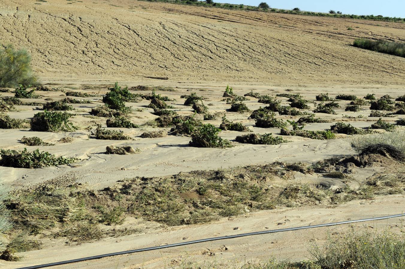 Daños ocasionados por el pedrisco en Castronuño (Valladolid)