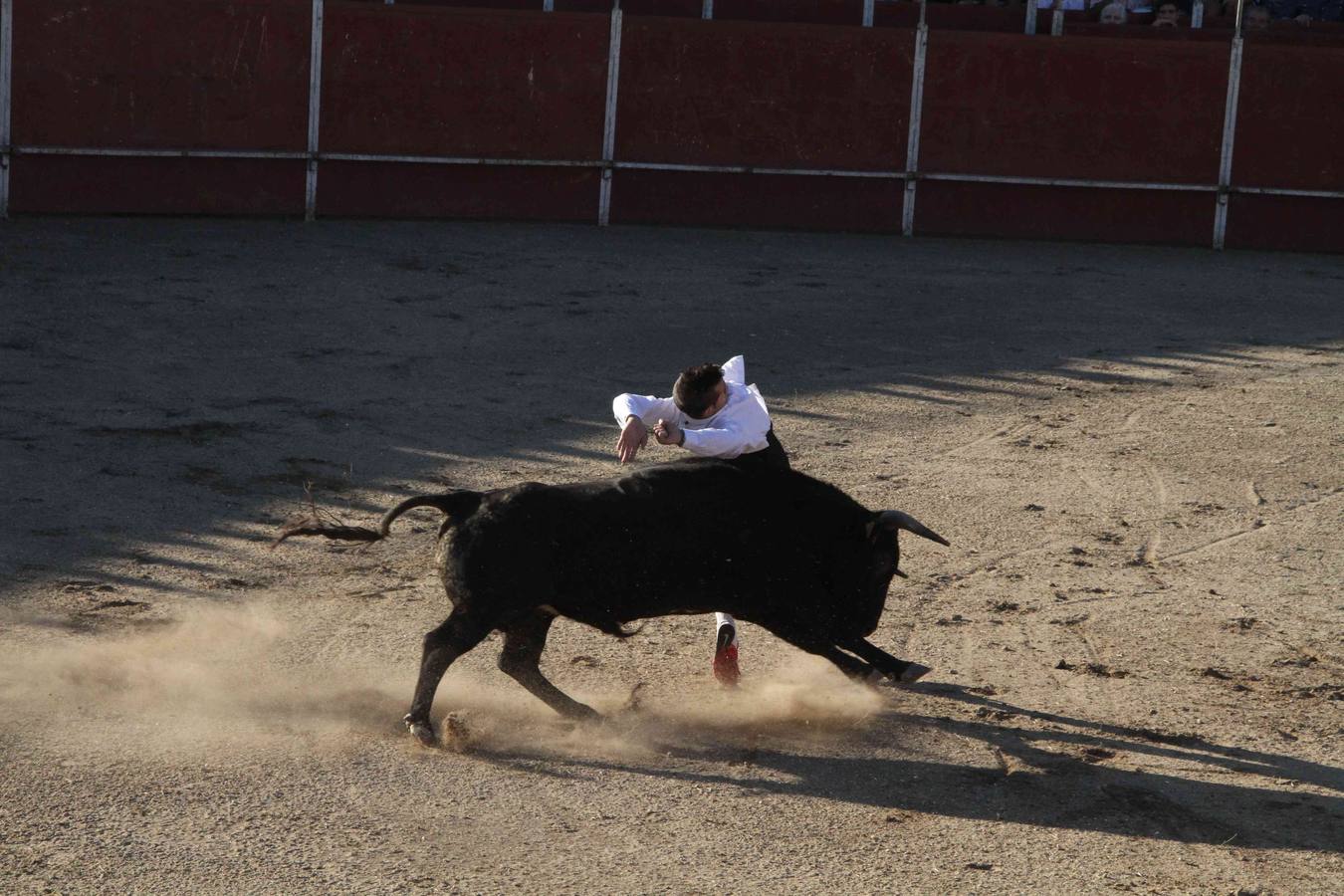 Concurso de cortes de Campaspero (Valladolid)