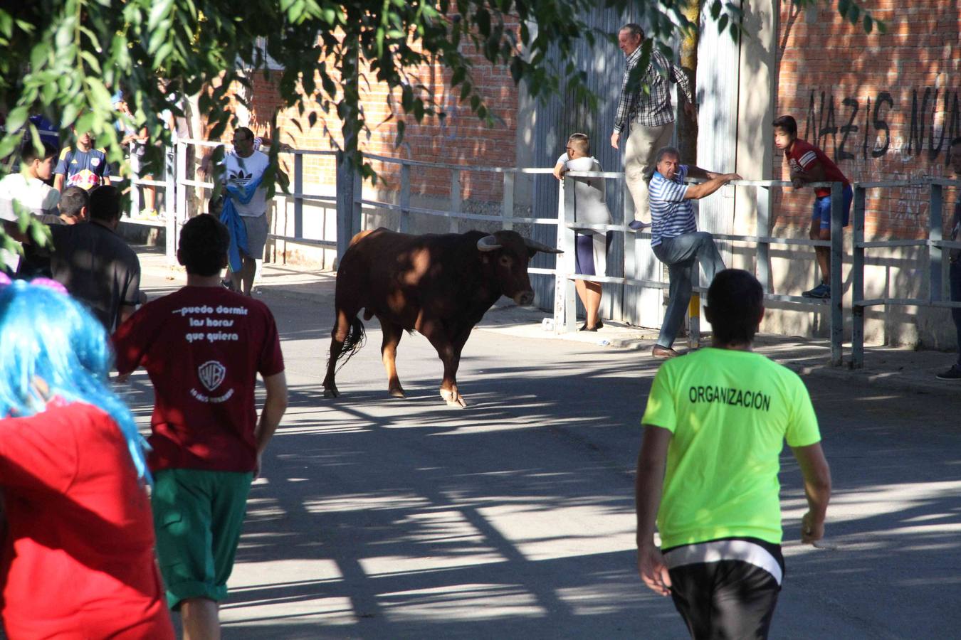 Toro del Páramo y capea matinal en las fiestas de Campaspero (1/2)