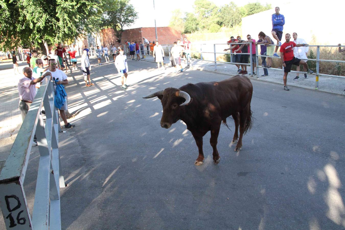 Toro del Páramo y capea matinal en las fiestas de Campaspero (2/2)