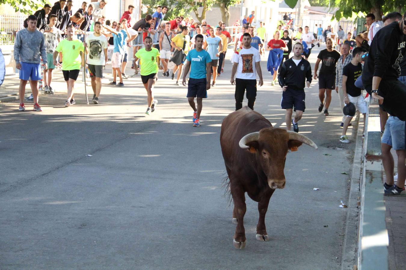 Toro del Páramo y capea matinal en las fiestas de Campaspero (2/2)