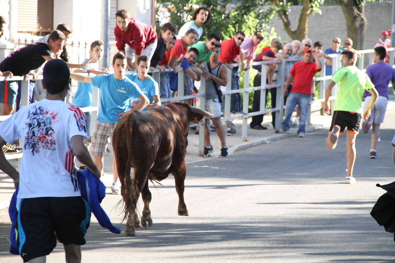 Toro del Páramo y capea matinal en las fiestas de Campaspero (2/2)