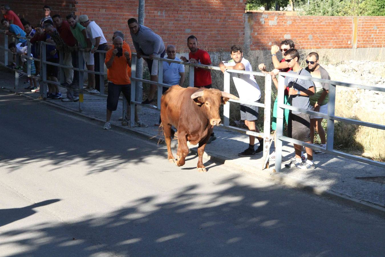 Toro del Páramo y capea matinal en las fiestas de Campaspero (2/2)