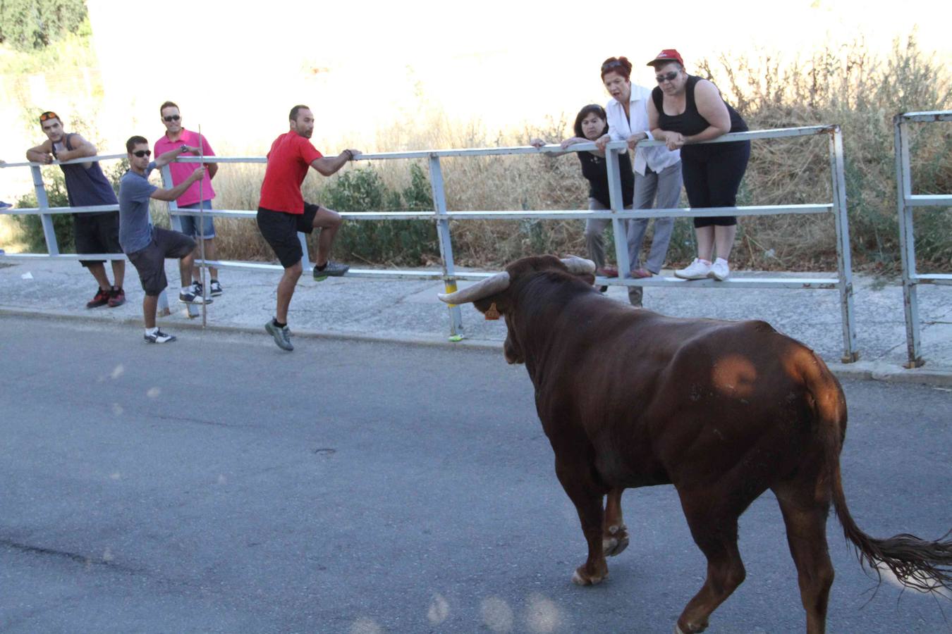 Toro del Páramo y capea matinal en las fiestas de Campaspero (2/2)