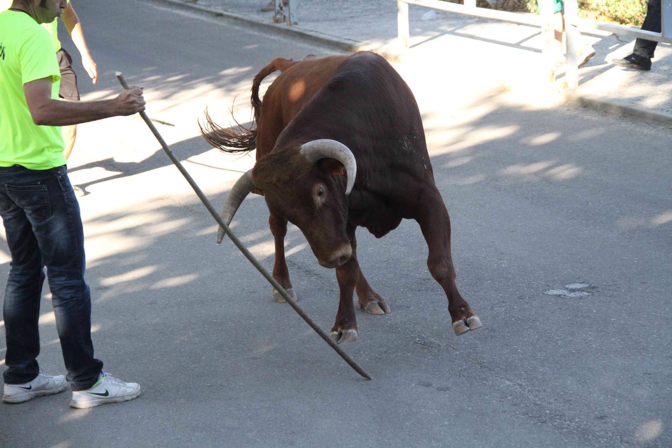 Toro del Páramo y capea matinal en las fiestas de Campaspero (2/2)