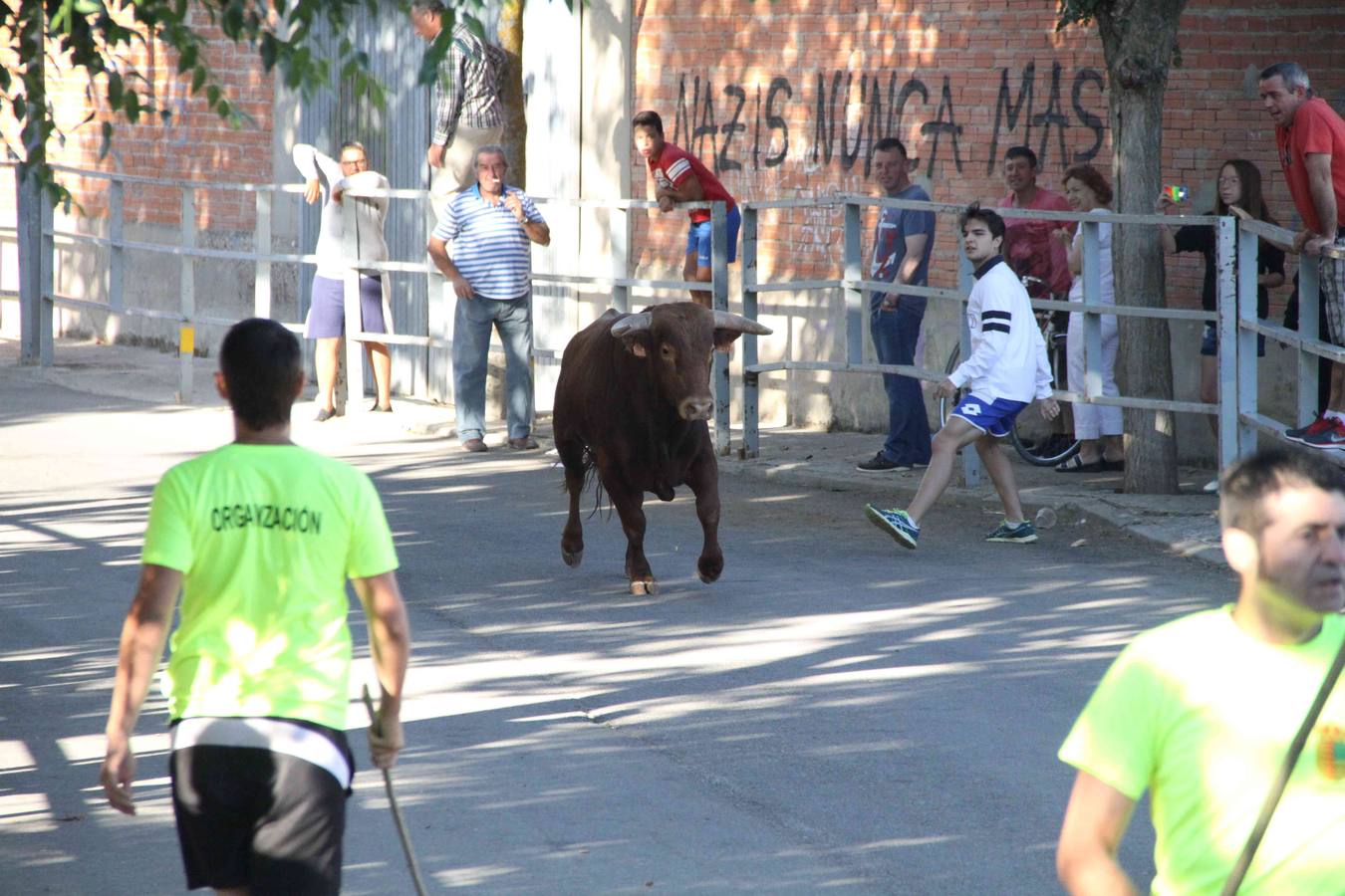Toro del Páramo y capea matinal en las fiestas de Campaspero (2/2)