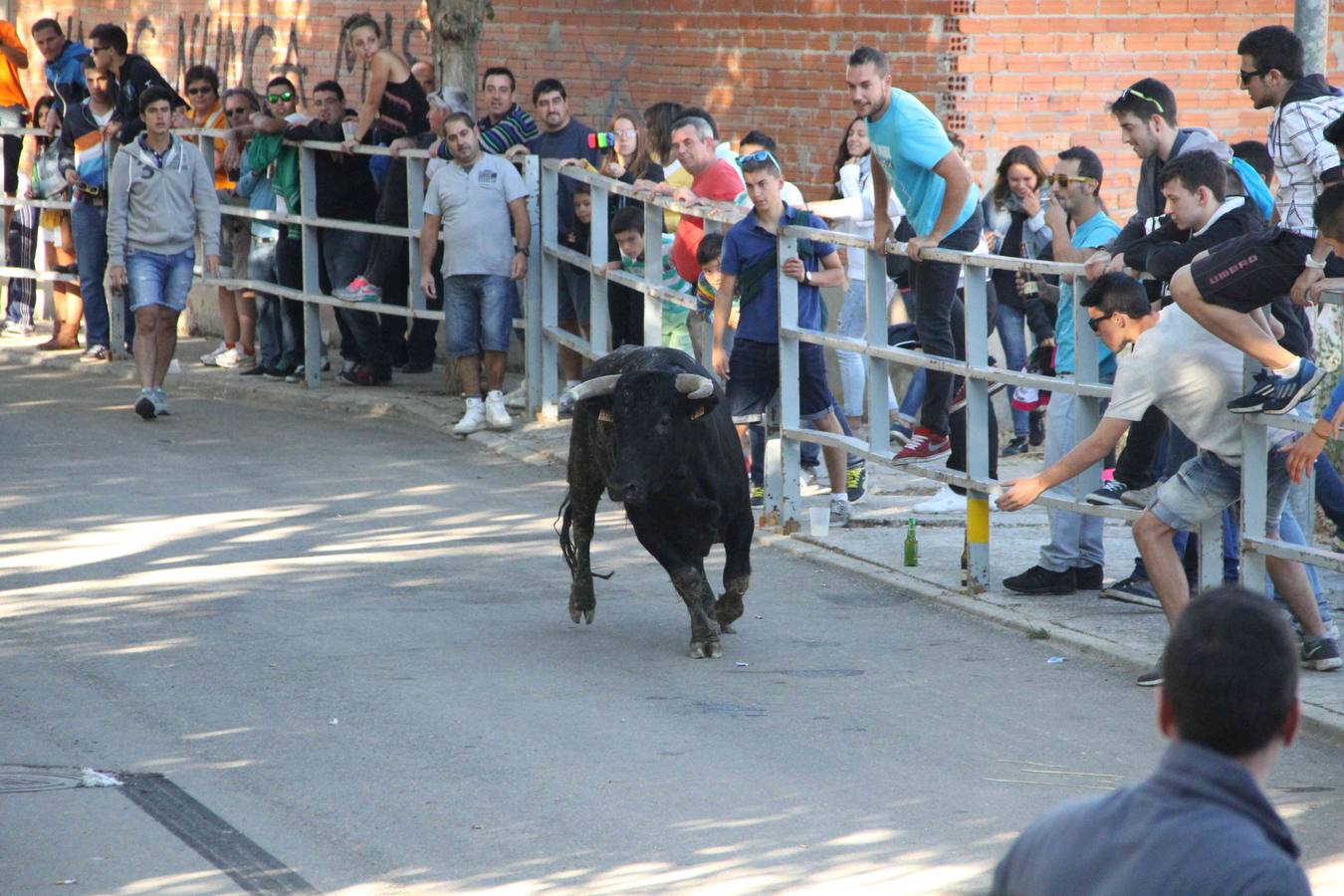 Encierro y capea en Campaspero (Valladolid) 1/2