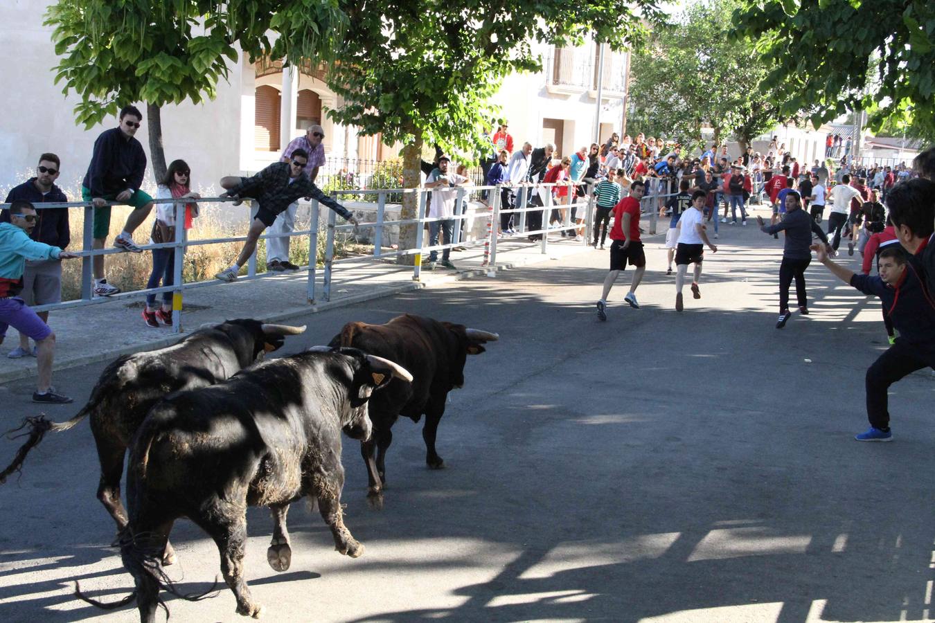 Encierro y capea en Campaspero (Valladolid) 1/2