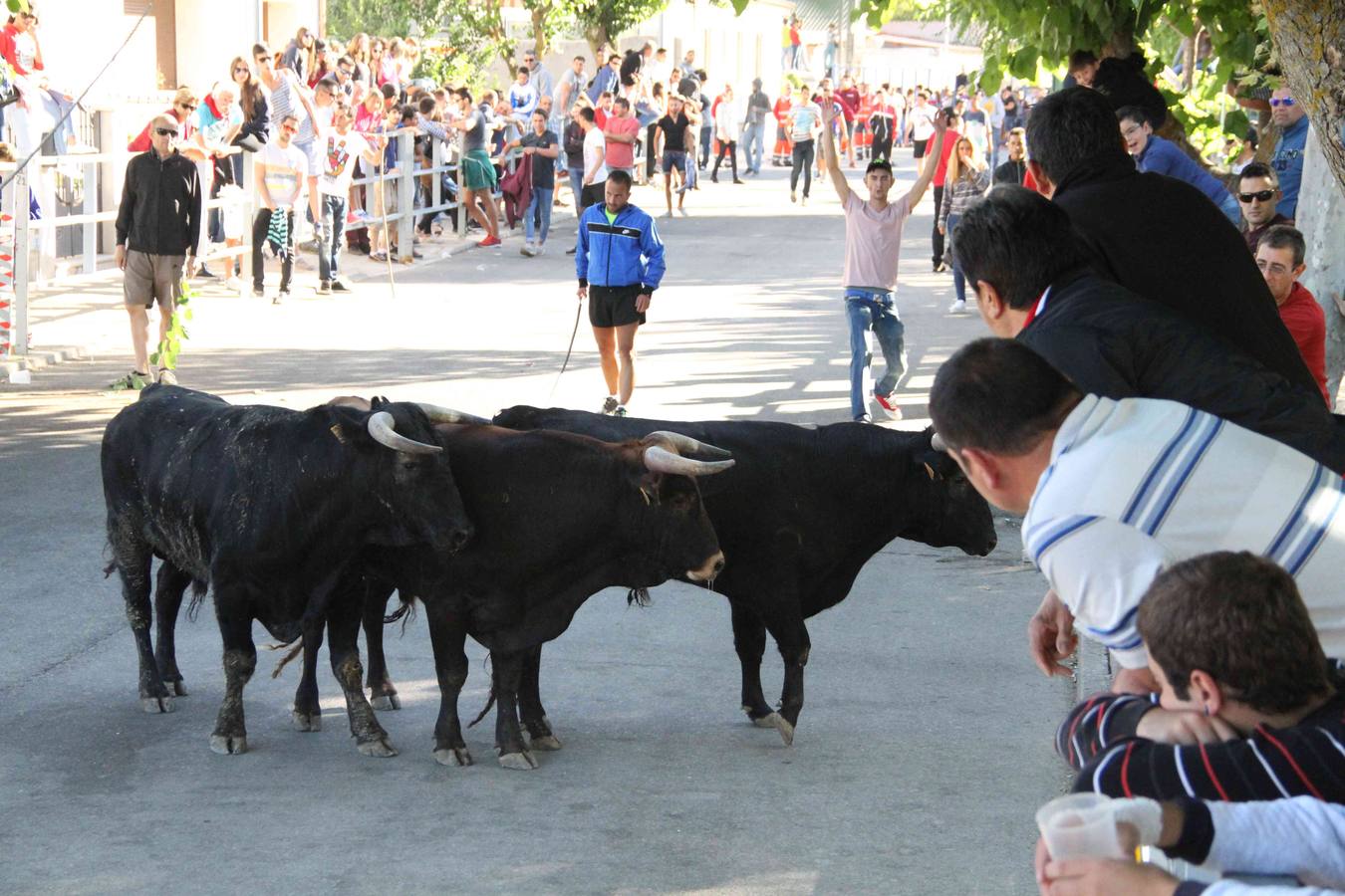 Encierro y capea en Campaspero (Valladolid) 2/2