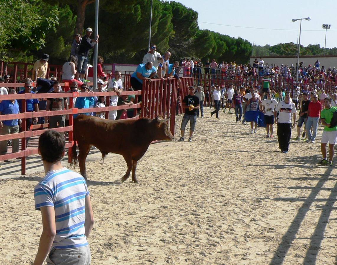 Viana de Cega. Encierro.